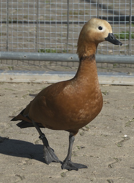 多年来