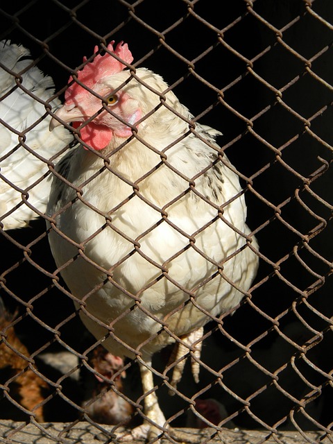 他就是来自 他就是来自